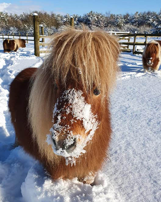 Therapy Ponies Scotland - CAre Home